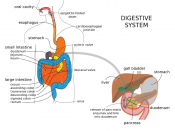 Digestive system with liver