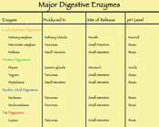 Major digestive enzymes