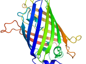 Green Fluorescent Protein (GFP). Produced from PDB: 1EMA, rendered in PyMOL.