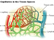 Lymph capillaries in the tissue spaces