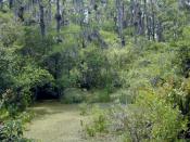 A freshwater swamp in Florida.