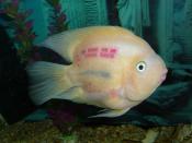 Blood parrot (also known as bloody parrot and blood parrotfish). No binomial nomenclature, it is a hybrid cichlid.