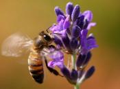 Flying bee on lavender