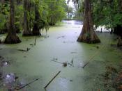 English: Swamp in the northwest, undeveloped section of Middleton Place, near Charleston, South Carolina, USA.