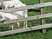 Airfield Farm & House - Goats