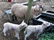 Airfield Farm & House - Sheep and Lambs