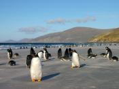 English: Gentoo Penguin colony (Pygoscelis papua) on Saunders Island, Falkland Islands