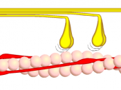 Beschreibung: Querbrückenzyklus Phase 3 - Myosinköpfchen (gelb) lösen sich unter Aufnahme von ATP vom Aktin (rosa). Zeichner: Moralapostel Lizenzstatus: GNU FDL