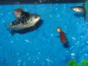 English: An Opaline (or blue) gourami with two male guppies and a female platy.