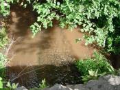 English: Wellington Brook. Large amount of sediment entering the stream, which causes problems for fish and other aquatic organisms.