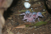 English: Three newly hatched Laughing Kookaburra chicks
