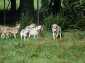 These are the European grey wolves, out and about!