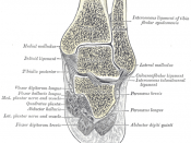 Coronal section through right talocrural and talocalcaneal joints.