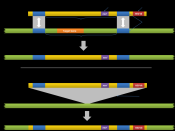 English: Diagram of gene targeting using homologous recombination. This is a genetic engineering technique used replace specific regions of a genome with a designed sequence.