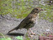 Song Thrush in Wellington, New Zealand (introduced species)