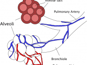 English: A diagram of the alveoli, both in cross section and externally. Created by Pdefer