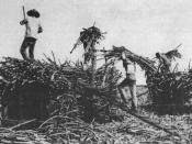 English: Chinese contract laborers on a sugar plantation in Hawaii.