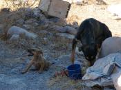 Puppy Rose Alice Lane and Lady Momma being fed before Lady Momma brought the other pups, dog rescue from starvation, Cemetery, San Rosalia, Baja California Sur, Mexico