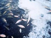 English: Numerous dead fish floating in water.