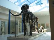 English: Skeleton of a Woolly Mammoth in the Brno museum Anthropos. The skeleton is composed from bones found on the famous locality Předmostí.