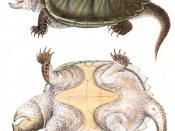 Alligator Snapping Turtle, Macrochelys temminckii, hand-colored lithograph, 