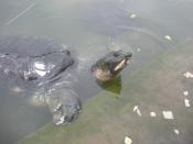 English: Black Soft-shelled Turtle or Bostami Turtle (Nilssonia nigricans) Русский: Тёмный трионикс (Nilssonia nigricans)