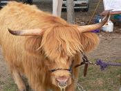 English: An entrant in the Highland cattle section at the 2006 Mt Pleasant Show