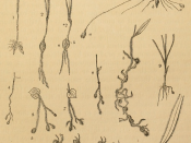 This is a scan of Figure 2 from John Lindley's A Sketch of the Vegetation of the Swan River Colony. It depicts the roots of various Orchidaceae.