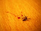 English: Freshly killed mosquito with human blood