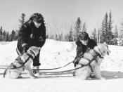 Royal Canadian Mounted Police (R.C.M.P.) These dogs are wearing H-back freight harnesses. Photo from 1957.