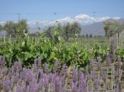 A vineyard just outside mendoza with the Andes in the background