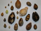 Shells of various species of cowries; all but one have their anterior ends pointing towards the top of the page in this image