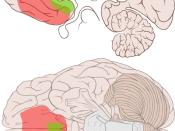 English: Location of the ventromedial prefrontal cortex (red) and medial orbitofrontal cortex (green) shown on ventral and medial views of the brain.