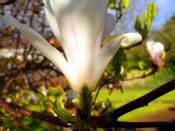 English: Roger Ascham's magnolia The tree in the courtyard of the former Roger Ascham school is at its most impressive in April.