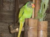 English: A parrot I found in Shillong