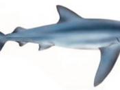 An image of the Blue shark.