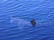 English: Basking Shark Dursey Sound