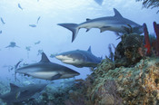English: Caribbean reef sharks (Carcharhinus perezi) and a lemon shark (Negaprion brevirostris)