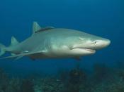 English: lemon shark bahamas Nederlands: citroenhaai bahamas