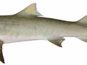 English: Lemon shark (Negaprion brevirostris)