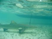 Lemon shark (Negaprion brevirostris) at Turks & Caicos