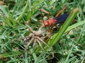 Unidentified species of spider wasp hunting in Texas, United States