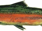Drawing of male freshwater phase Steelhead (Oncorhynchus mykiss) from a pamphlet about the Lake Washington Ship Canal Fish Ladder at the Hiram M. Chittenden Locks, Seattle, Washington, scanned at 600 dpi and cleaned up.