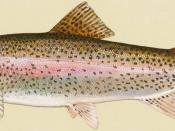 English: Rainbow trout