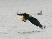 A Bald Eagle with a freshly caught fish. Taken with Nikon D50, 80-400VR at the Airlie center, Virginia, USA.
