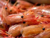 shrimp-heads-dau-tom