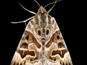 Mother Shipton Moth, named after the pattern on its wings resembling the face of a hag.