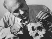 Lewis Leakey examining skulls from Olduvai Gorge, Africa