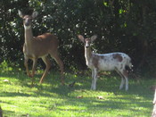 English: White tailed deer piebald fawn with its mother. Photo taken in suburban back yard in Gainesville, Florida, USA.
