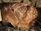 English: A wild Black-tailed Deer (Odocoileus hemionus columbianus) fawn I found in my backyard.